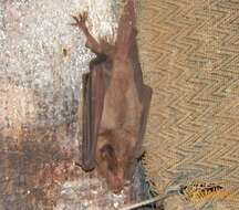 Image of Lesser Long-nosed Bat