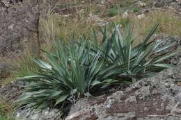 Image of Texas yucca