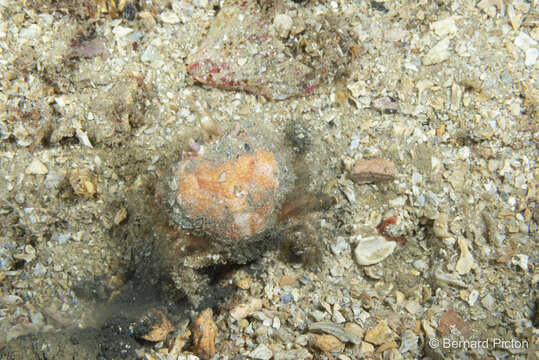 Image of circular crab