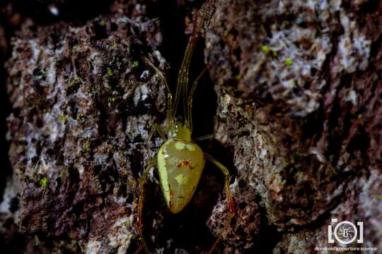 Image of Spintharus flavidus Hentz 1850