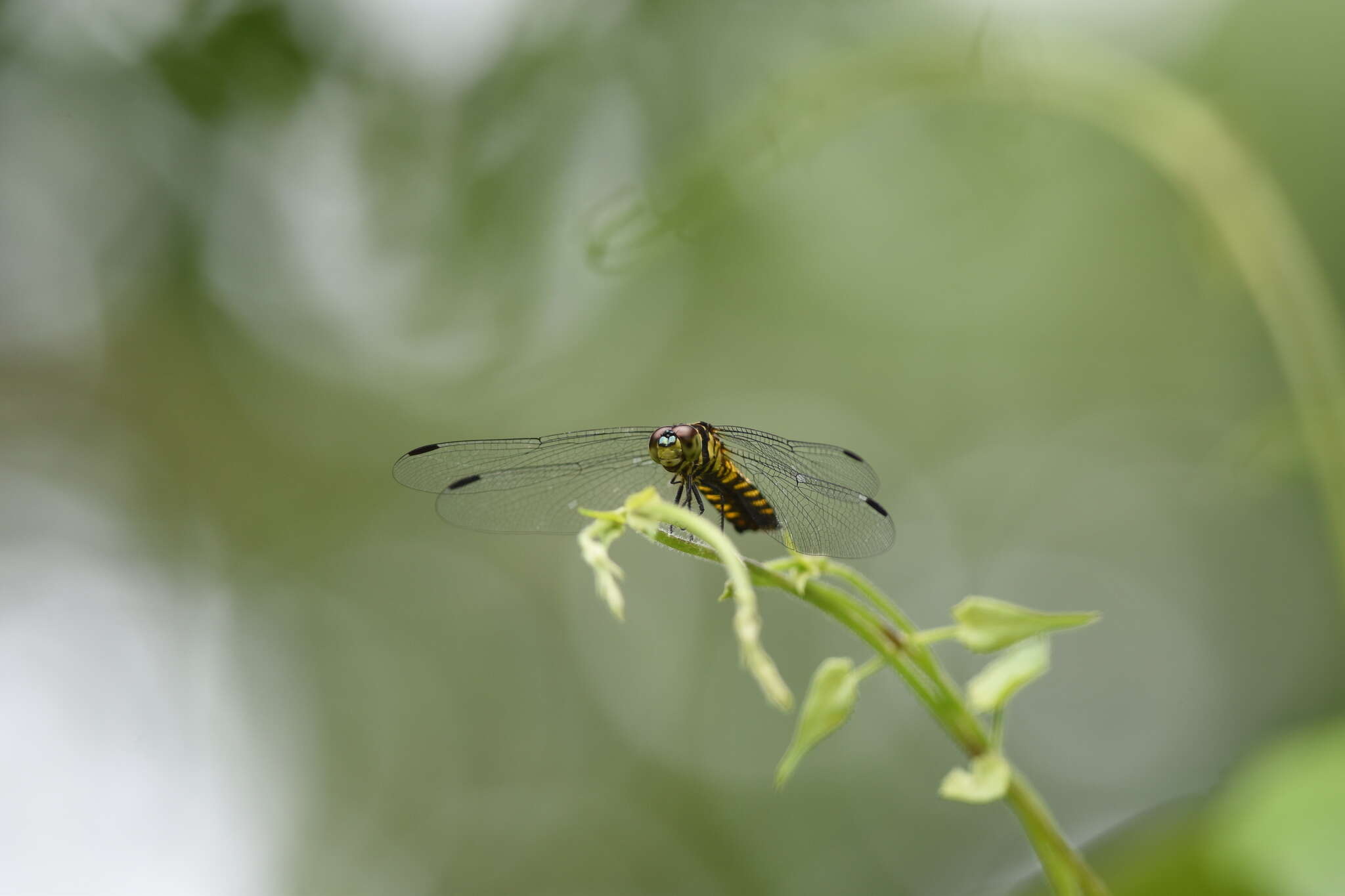 Image of Lyriothemis elegantissima Selys 1883