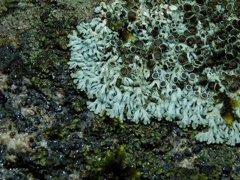 Image of Hale's rosette lichen