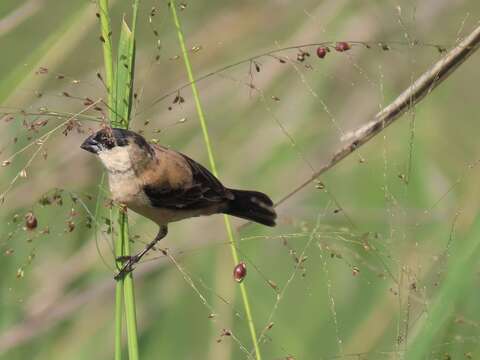 Plancia ëd Sporophila pileata (Sclater & PL 1865)