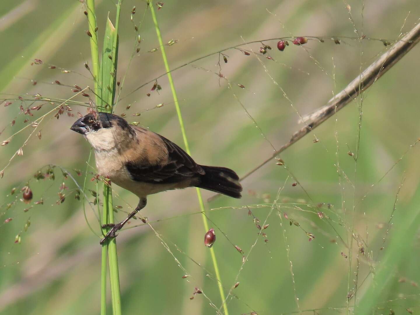 Plancia ëd Sporophila pileata (Sclater & PL 1865)