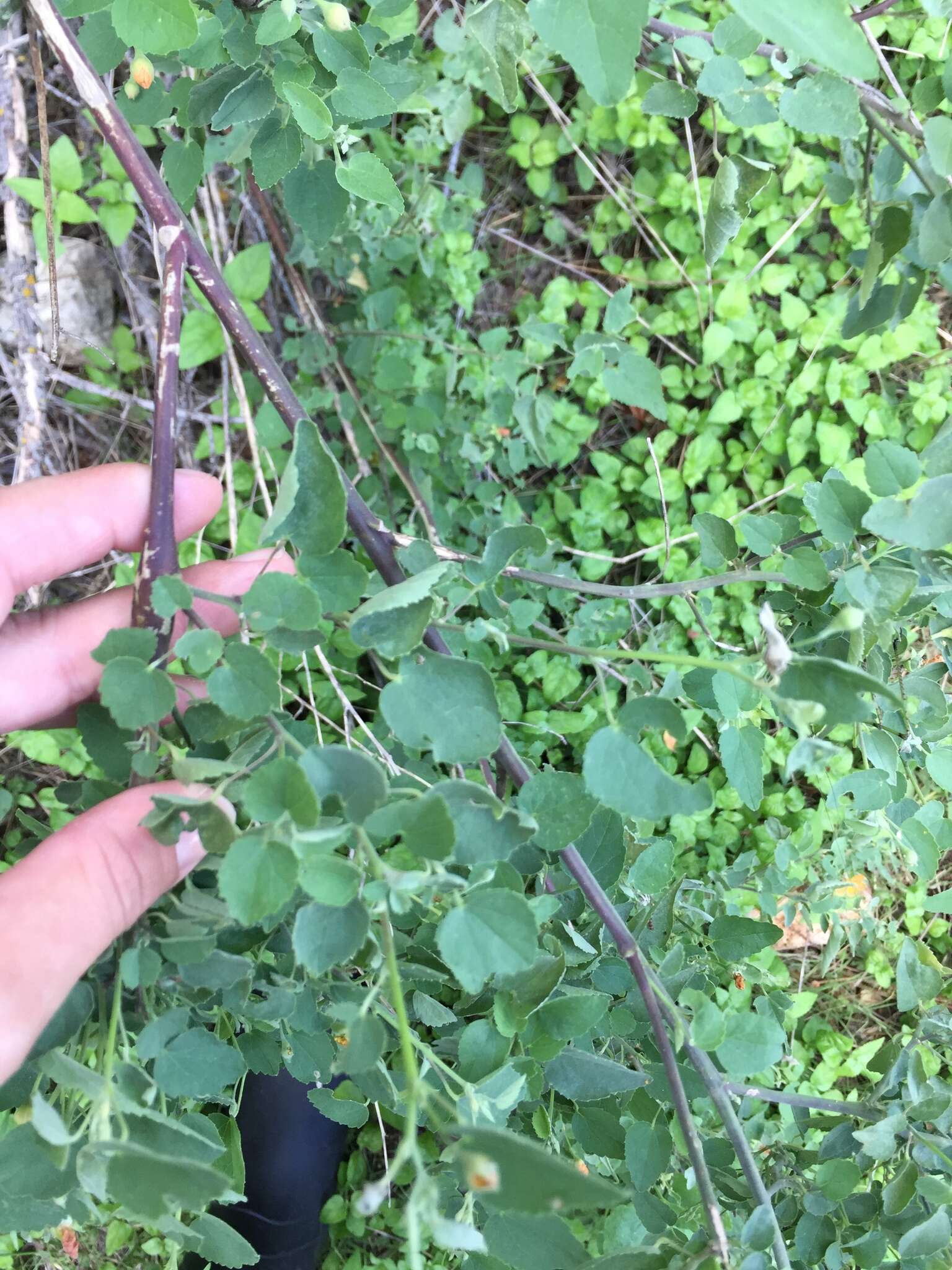 Image of Texas Indian mallow