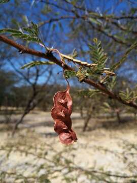 Image of Vachellia kirkii (Oliv.) Kyal. & Boatwr.