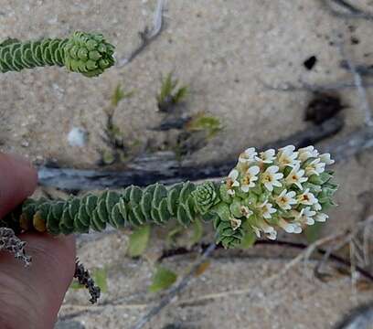 Sivun Hebenstretia cordata L. kuva