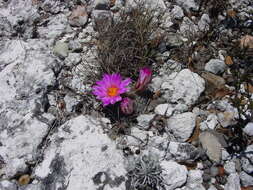 صورة Mammillaria napina J. A. Purpus