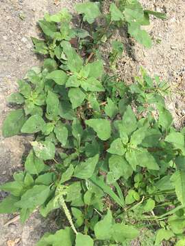 Imagem de Amaranthus viridis L.