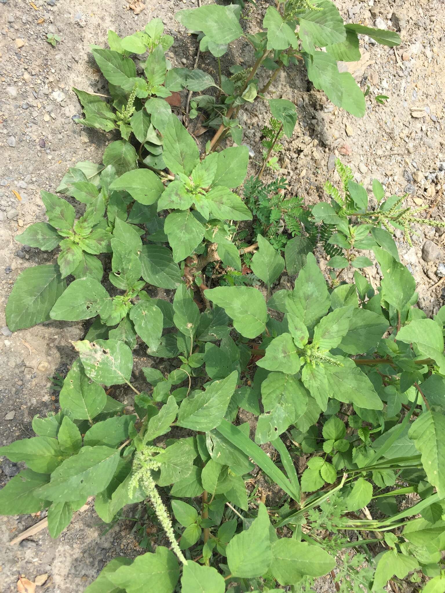 Imagem de Amaranthus viridis L.