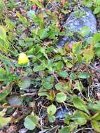 Слика од Potentilla crantzii (Crantz) Beck