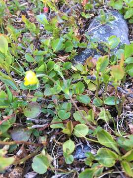 Image of Potentilla crantzii (Crantz) Beck