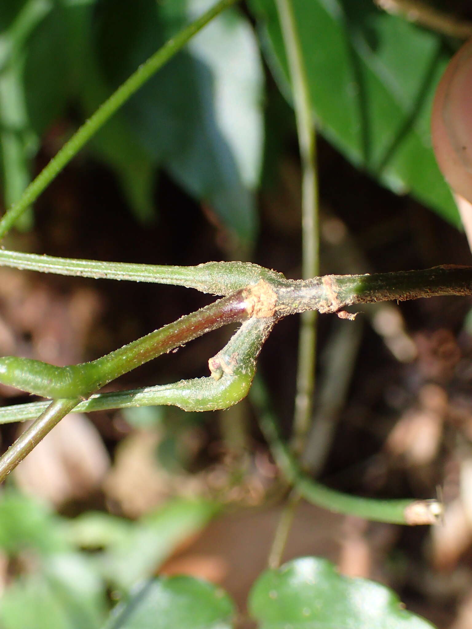 Plancia ëd Hylodesmum leptopus (Benth.) H. Ohashi & R. R. Mill