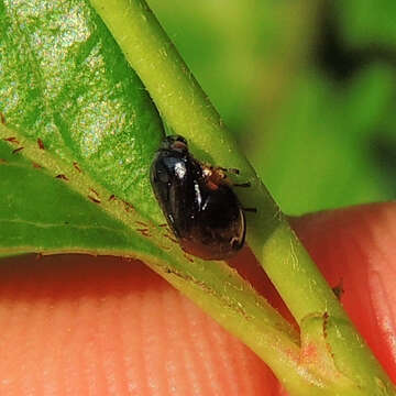 Image de Clastoptera saintcyri Provancher 1872