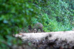 Image of Bearded Pig