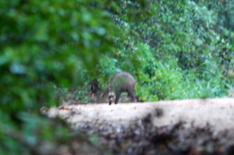 Image of Bearded Pig