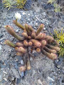 Echinopsis strigosa (Salm-Dyck) H. Friedrich & G. D. Rowley resmi