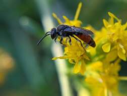 صورة Sphecodes davisii Robertson 1897