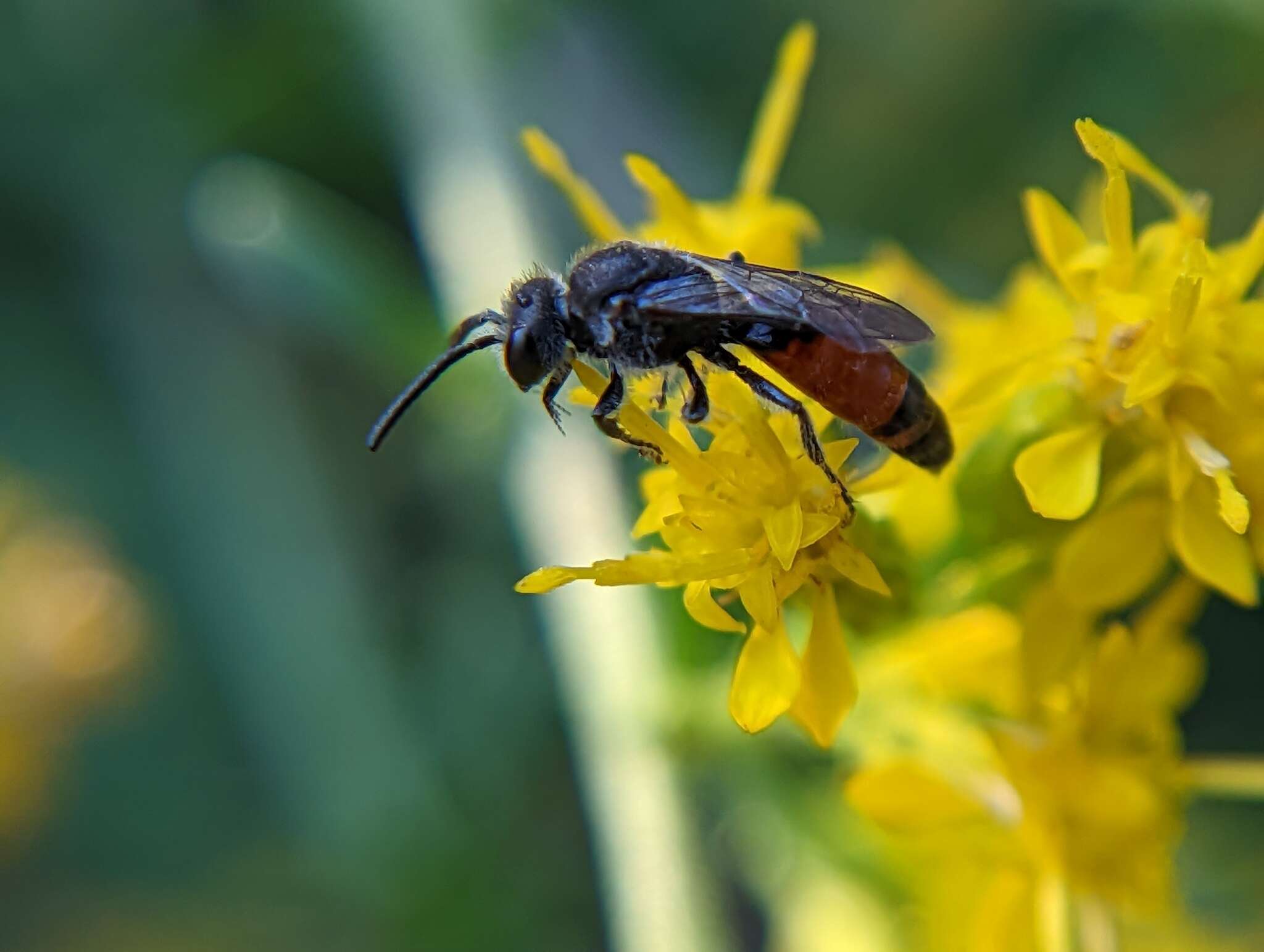 Image of Sphecodes davisii Robertson 1897