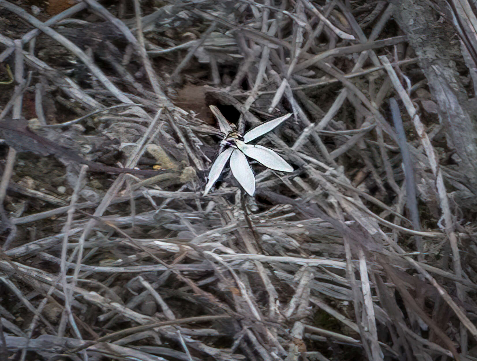 Image of Caladenia saccharata Rchb. fil.