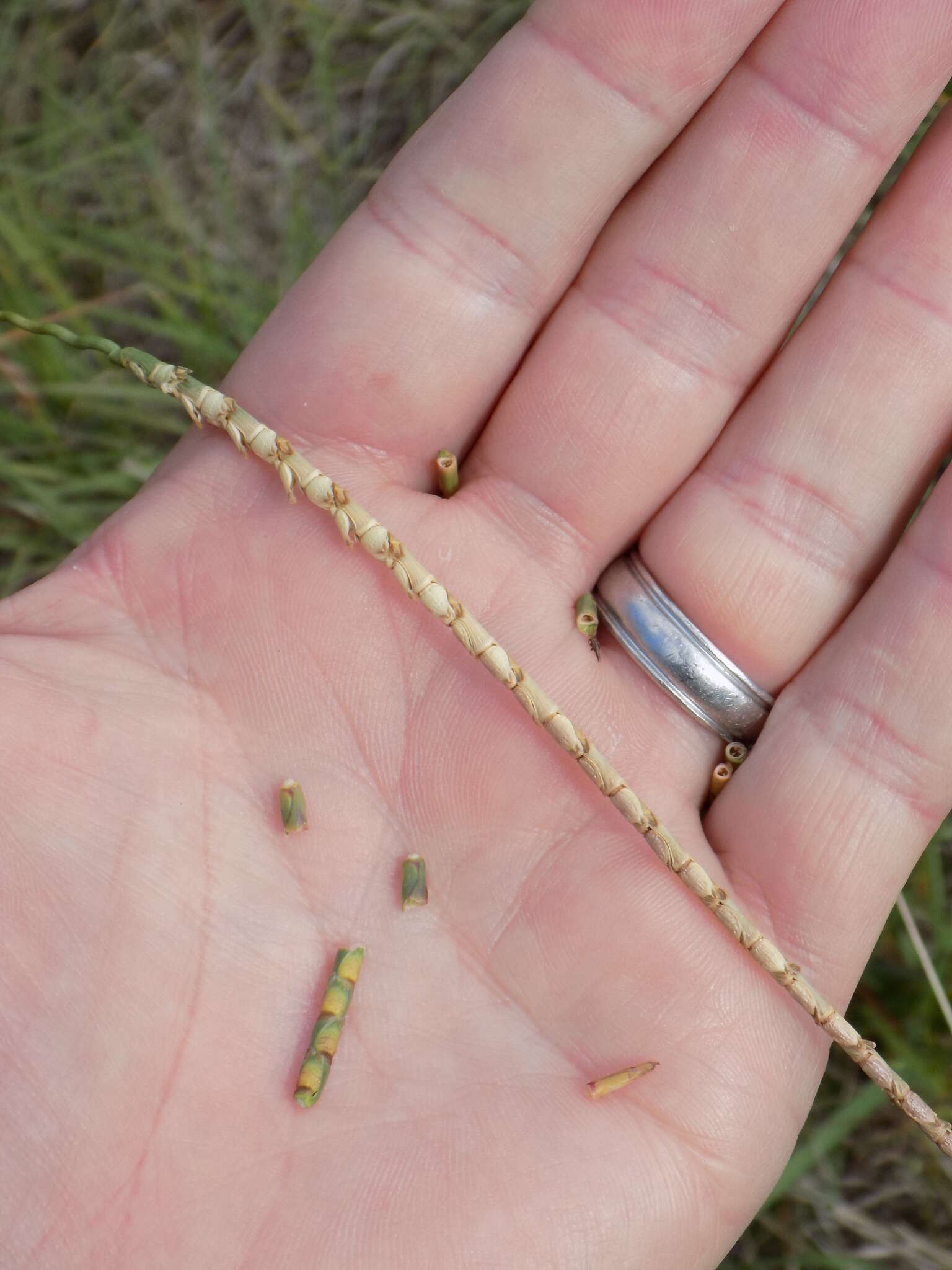 Image of cylinder jointtail grass