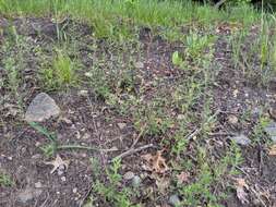 Image of hoary frostweed