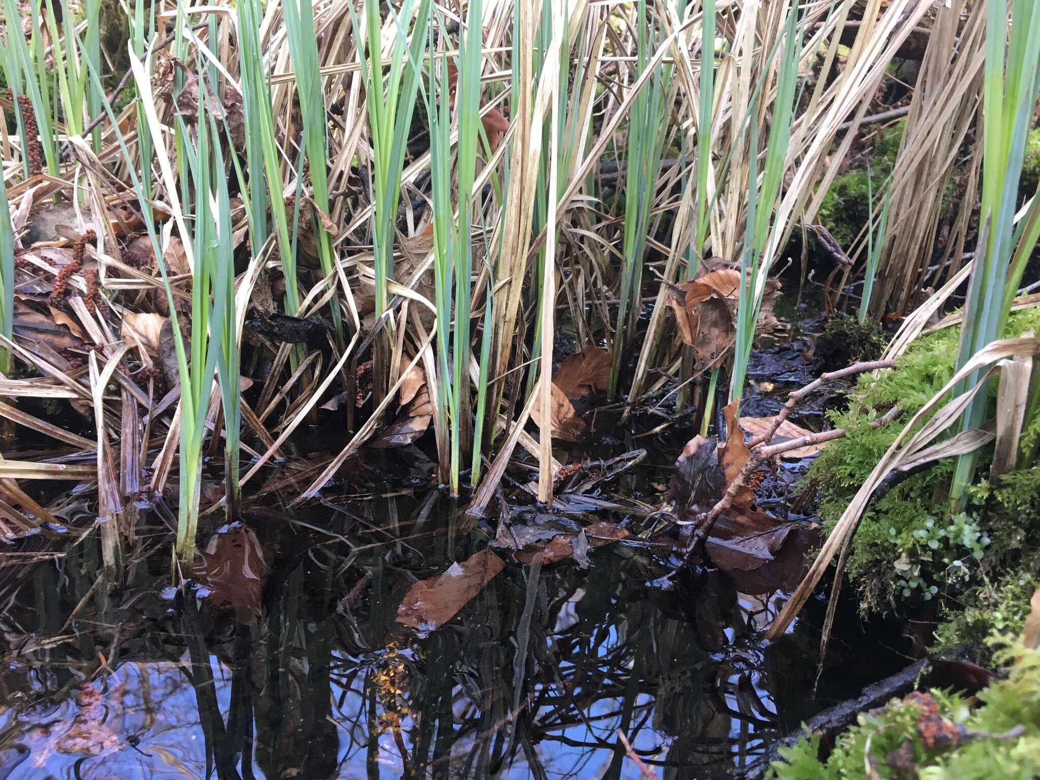 Image of Lesser Pond-Sedge