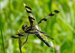 Imagem de Celithemis fasciata Kirby 1889