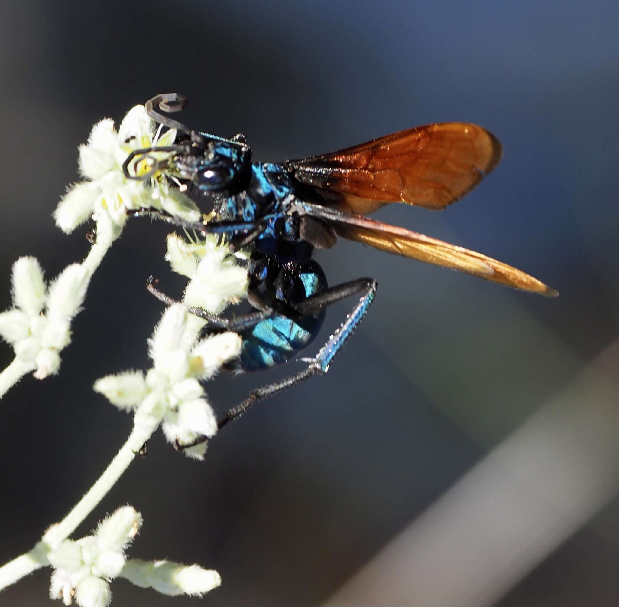 Image of Pepsis basifusca Lucas 1895