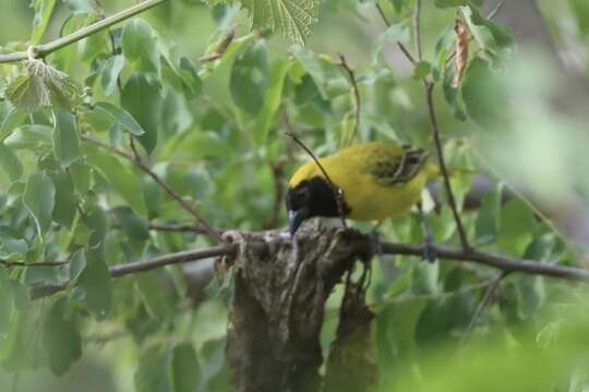 Image of Little Weaver