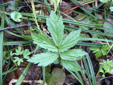 Image of Cardamine quinquefolia (M. Bieb.) Schmalh.