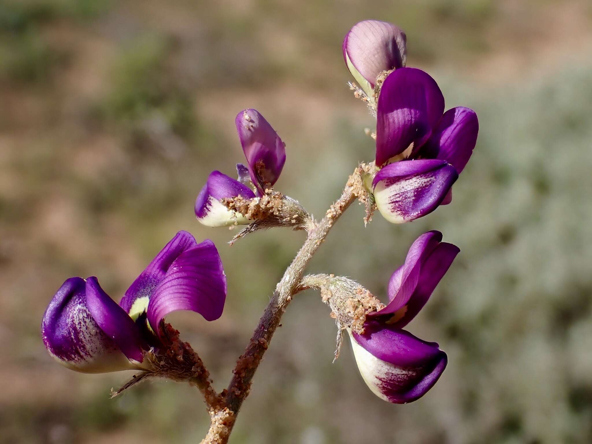 Plancia ëd Swainsona phacoides Benth.