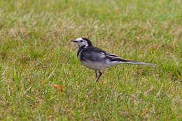 Image of Motacilla alba yarrellii Gould 1837