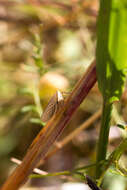 Image of Silver leafhopper