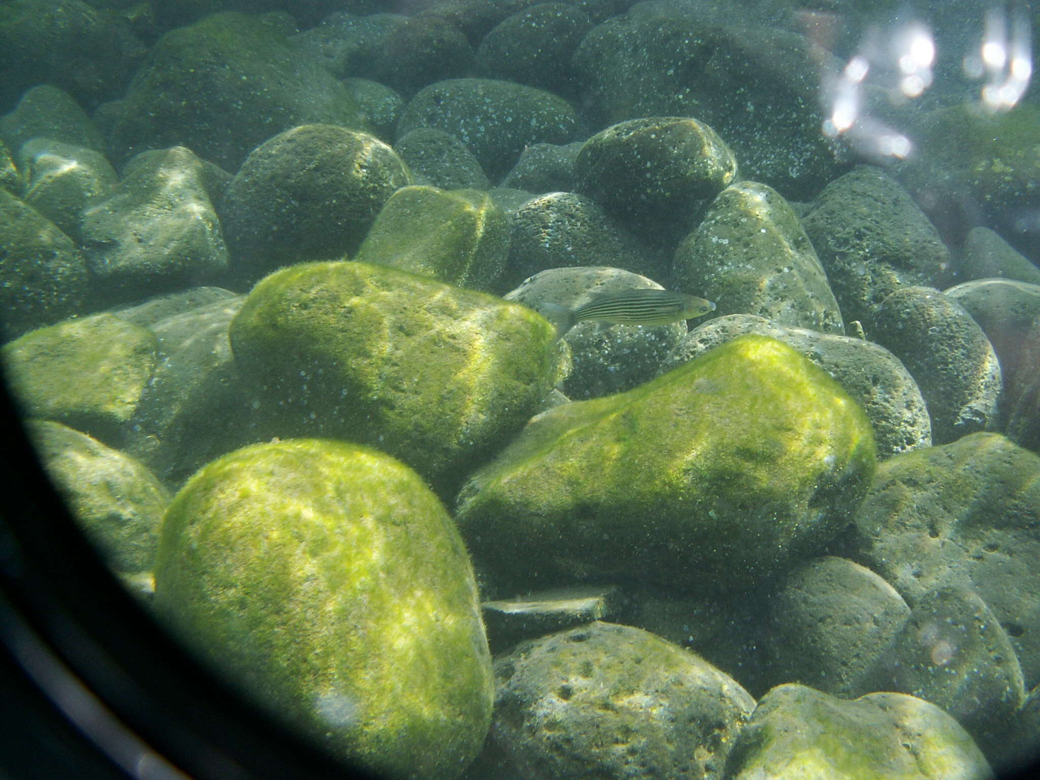 Image of Cape Verde mullet