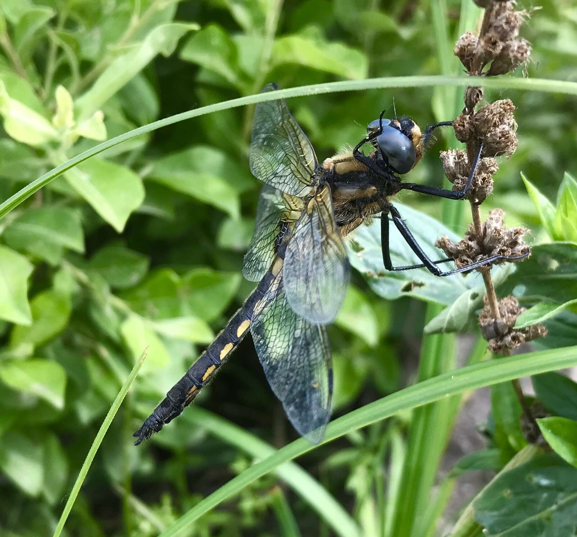 Image of eurasian baskettail