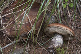 Image of Leccinum fibrillosum A. H. Sm., Thiers & Watling 1966