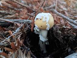 Слика од Amanita breckonii Thiers & Ammirati 1982