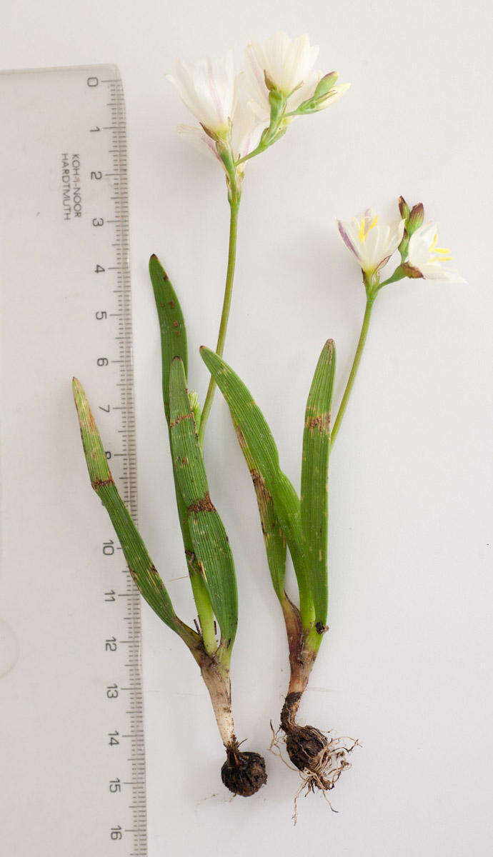 Image of Geissorhiza imbricata subsp. imbricata