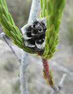 Image of Leucadendron corymbosum Berg.