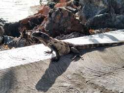 Image of De Queiroz's Spiny-tailed Iguana