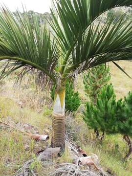 Dypsis decipiens (Becc.) Beentje & J. Dransf. resmi