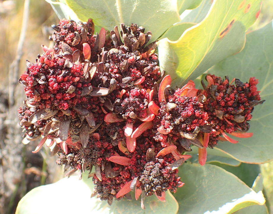 Image de Acholeplasmataceae