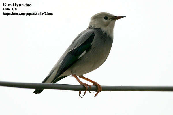 Image of Red-billed Starling