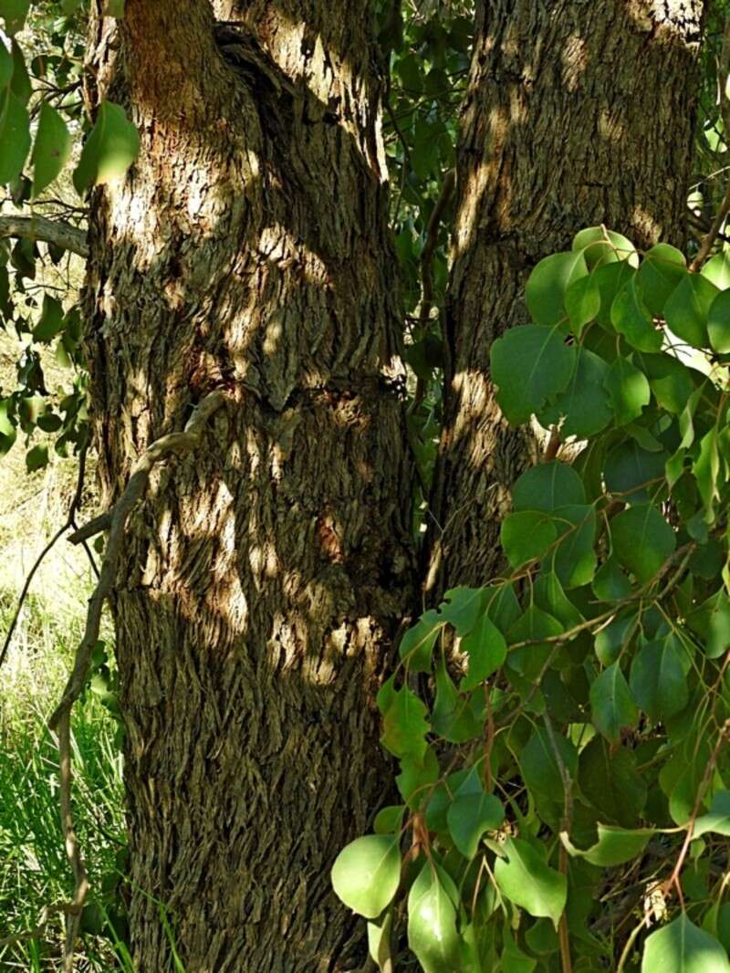 Image of Eucalyptus baueriana Schauer