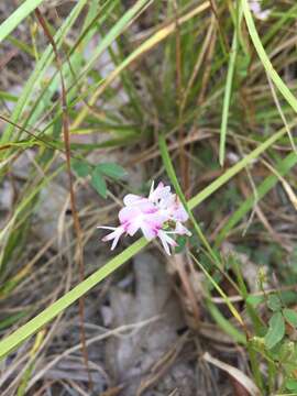 Image de Lespedeza procumbens Michx.