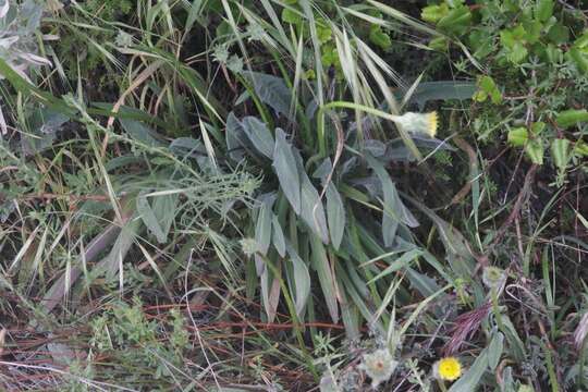 Image of bigflower agoseris