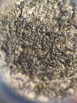 Image of Shadow-crust lichens