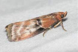 Image of Poplar Bud Borer Moth