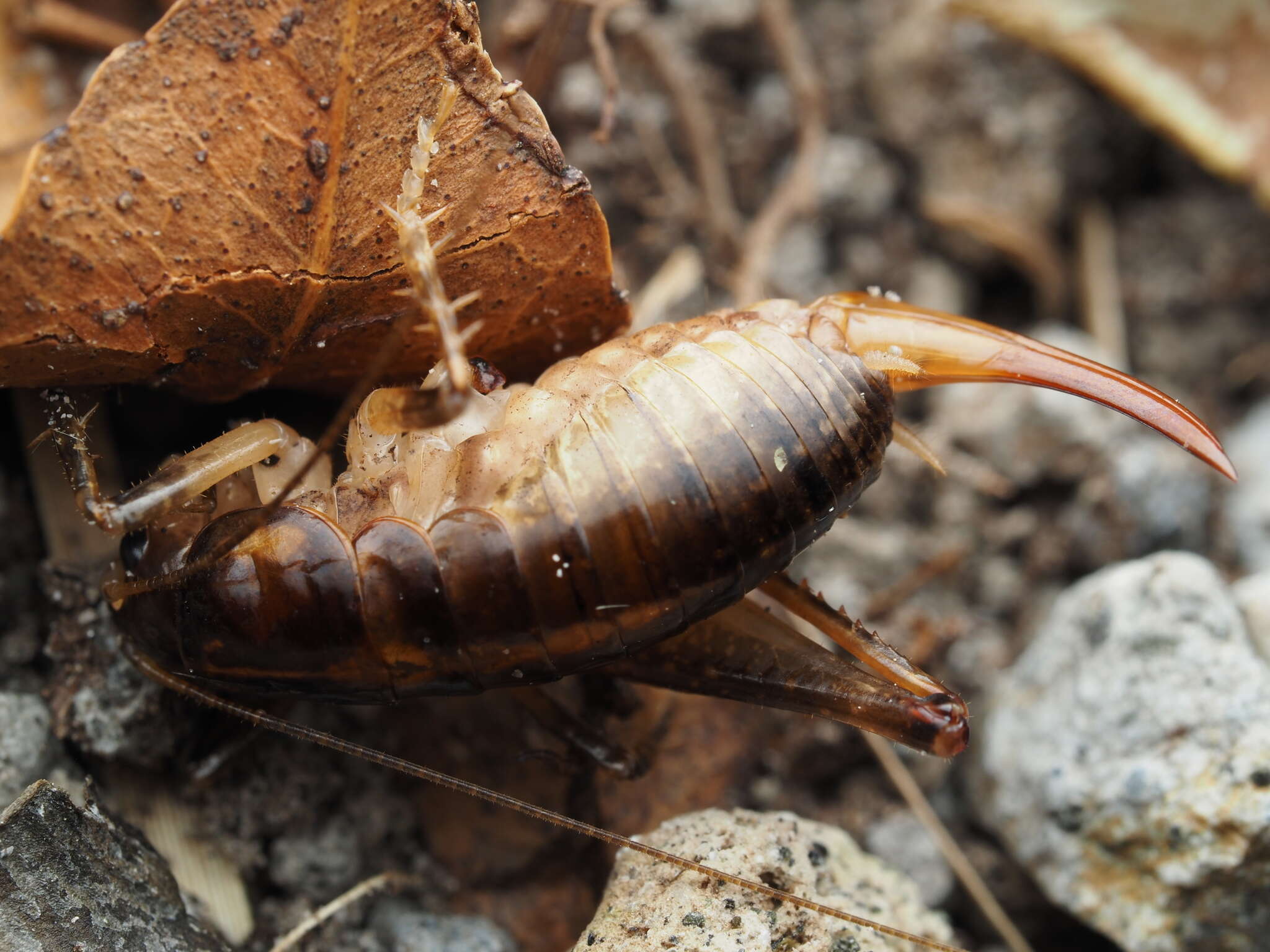 Image of Hemiandrus brucei Taylor Smith, Trewick & Morgan-Richards 2016